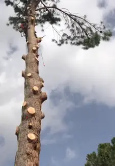 Tala y poda en altura de árboles en Castellón