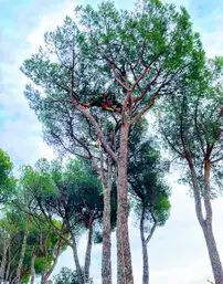 Tala y podas en altura en Castellón