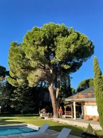 Tala y poda en Altura de árboles en Castellón y municipios